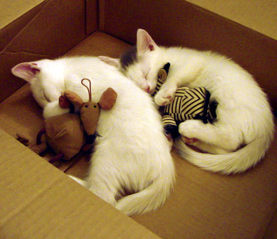 乐趣无限:比赛之外的趣味娱乐一刻,乐趣无限什么意思