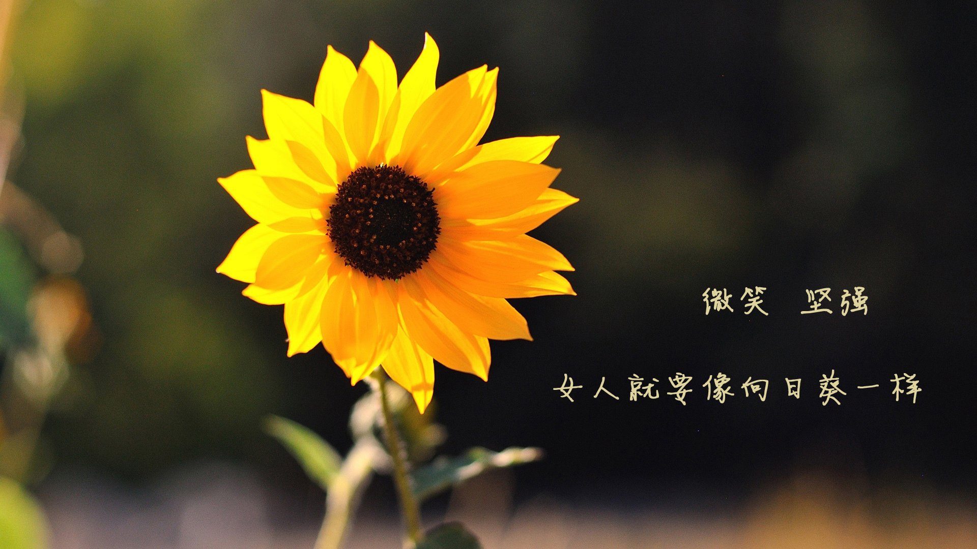 kaiyun.com-切尔西3-2逆转阿森纳，哈弗茨关键破门，切尔西对阿森纳足球魔方