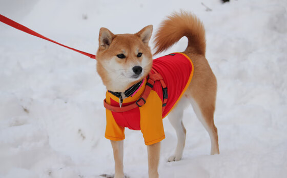 开云网站-坦克世界联盟杯倒计时，坦克英雄争夺冠军