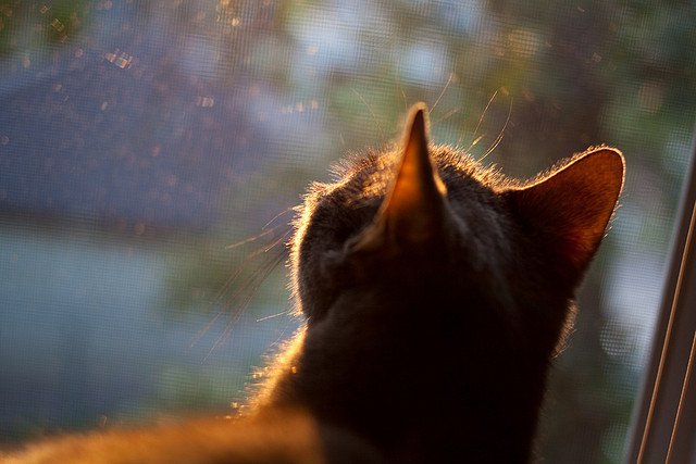 坦克世界联盟杯倒计时,坦克英雄争夺冠军