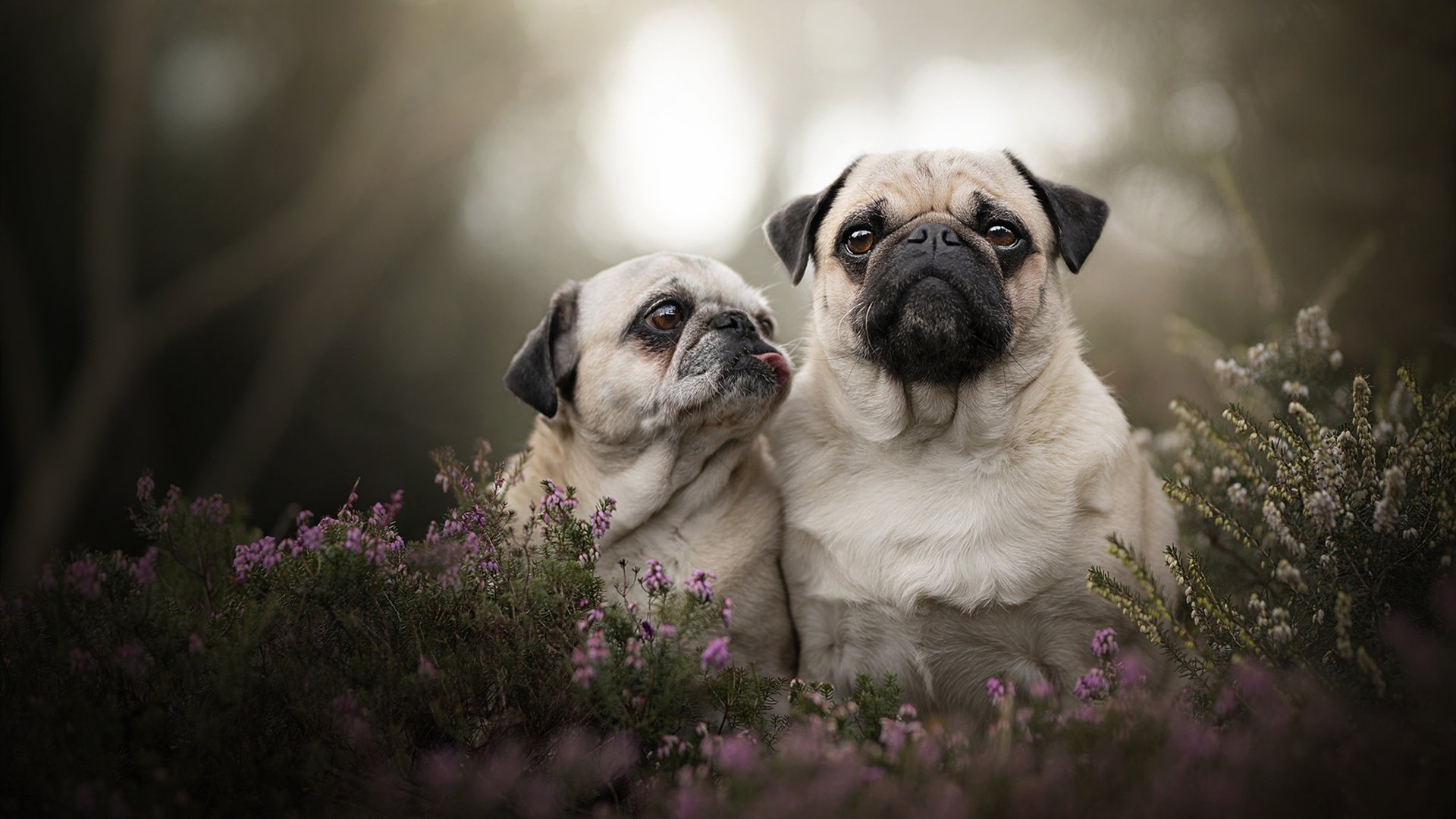 电子竞技抗衡赛,虚拟世界的荣耀争夺,电子竞技大赛