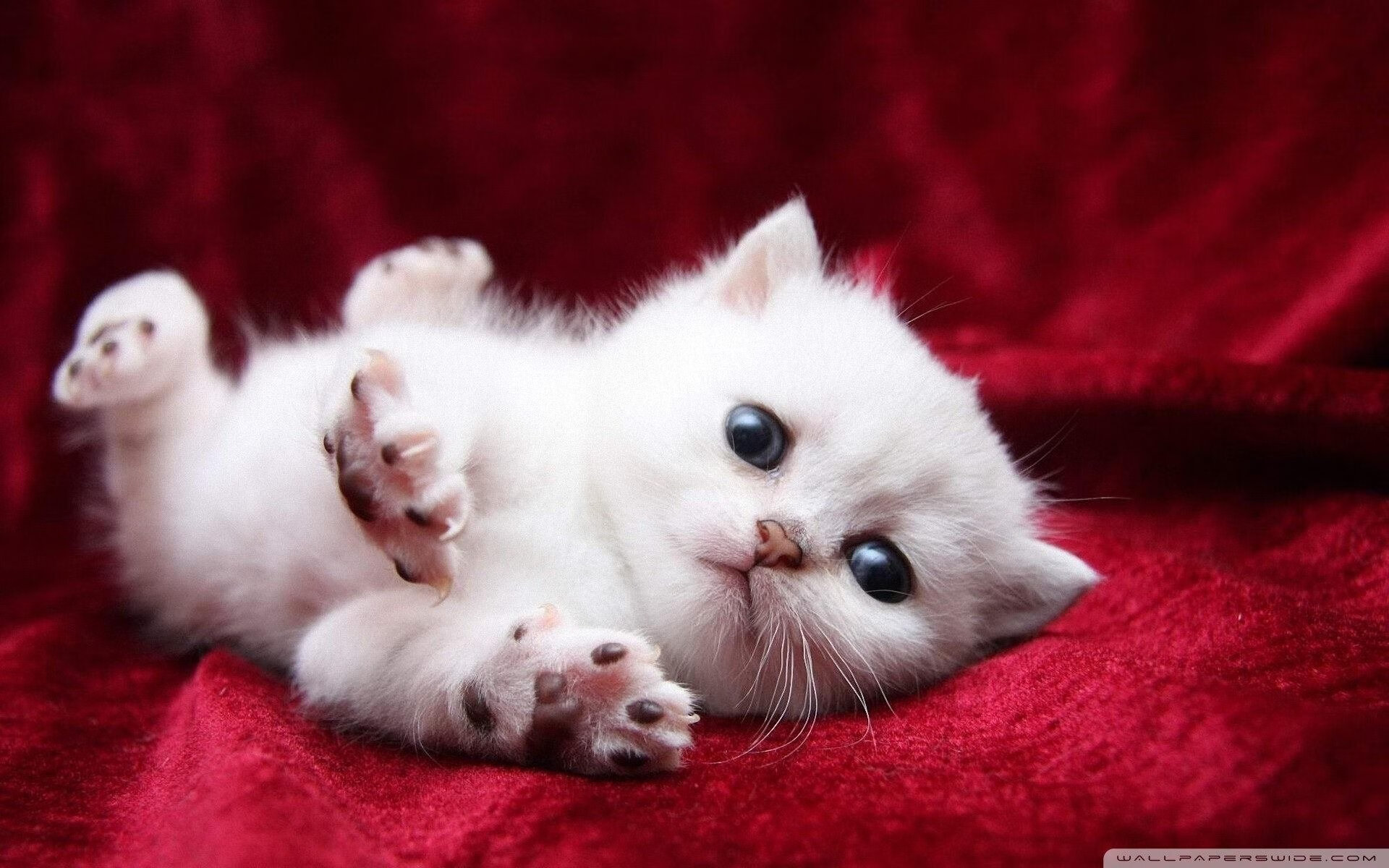 EDG新人选手表现抢眼，edg战队队员首发