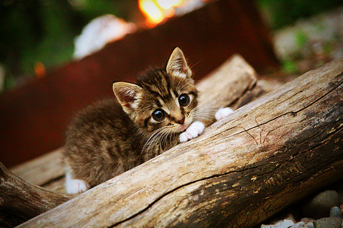 开云网页版-PSG.LGD赛季目标明确冲击冠军，psg.lgd队员
