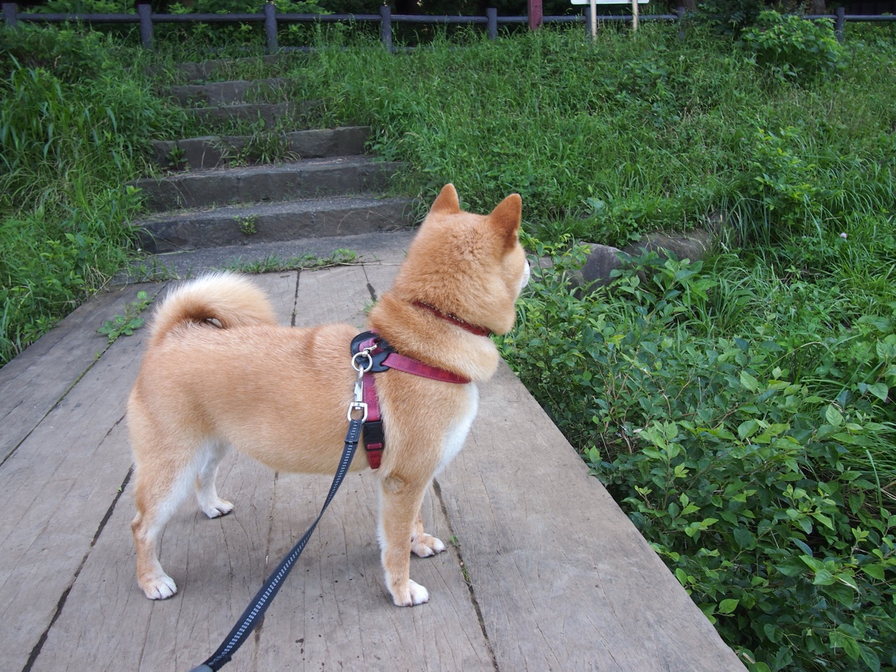 开云平台-伊朗年轻球员获得更多上场机会，伊朗现役球员