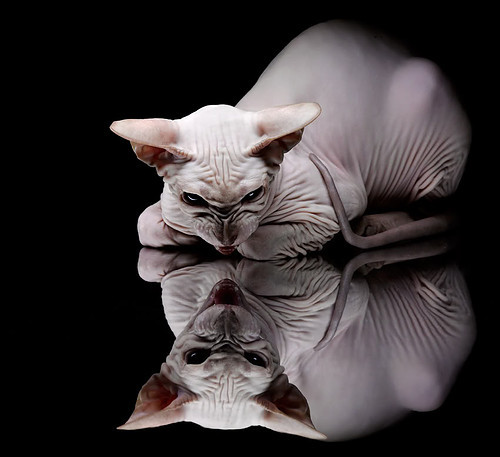 kaiyun.com-拉美球员荣膺MVP，技术精湛震撼世界，拉美球队