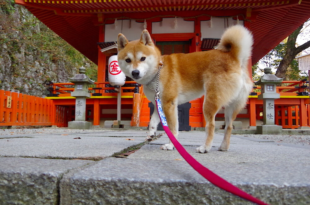 湖人晋级附加赛,詹眉组合统治篮下,湖人队詹姆斯最新消息
