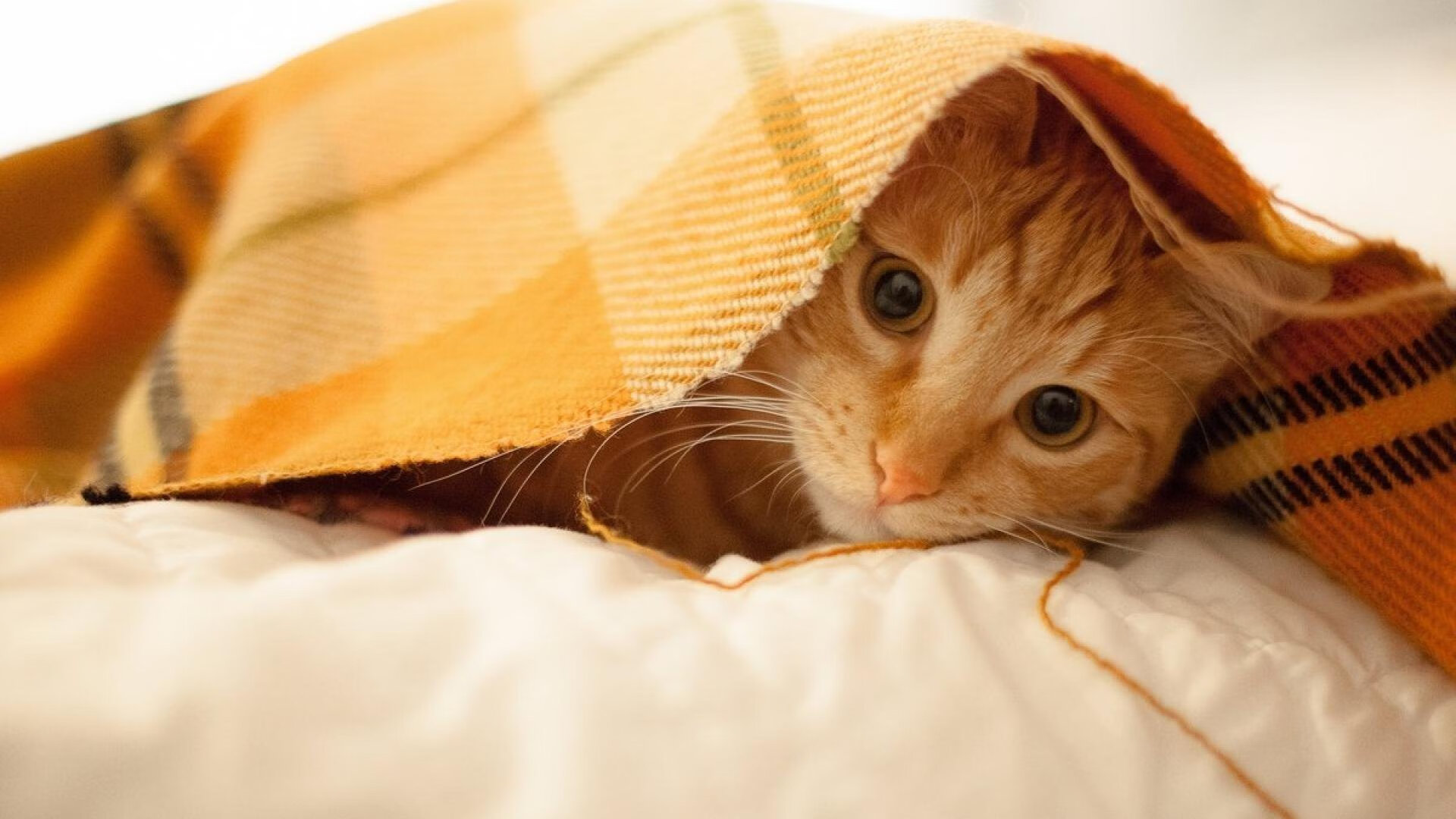 开云官网APP下载-瑞士在与保加利亚的激烈交锋中获胜，保加利亚对瑞士比赛结果