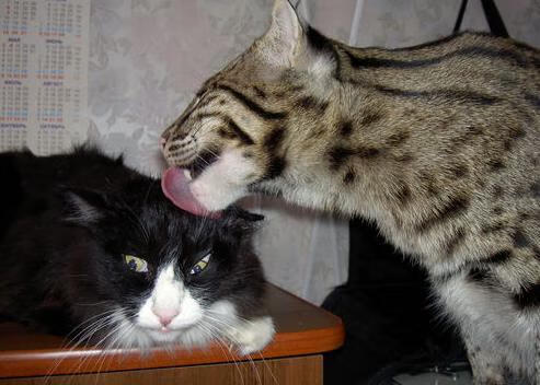 开云官方-职业篮球联盟品牌塑造技巧，篮球联盟简称