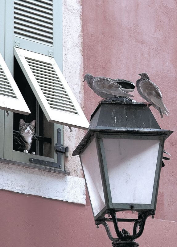 篮球运动员心理健康维护体系研究,篮球运动员心理健康维护体系研究论文