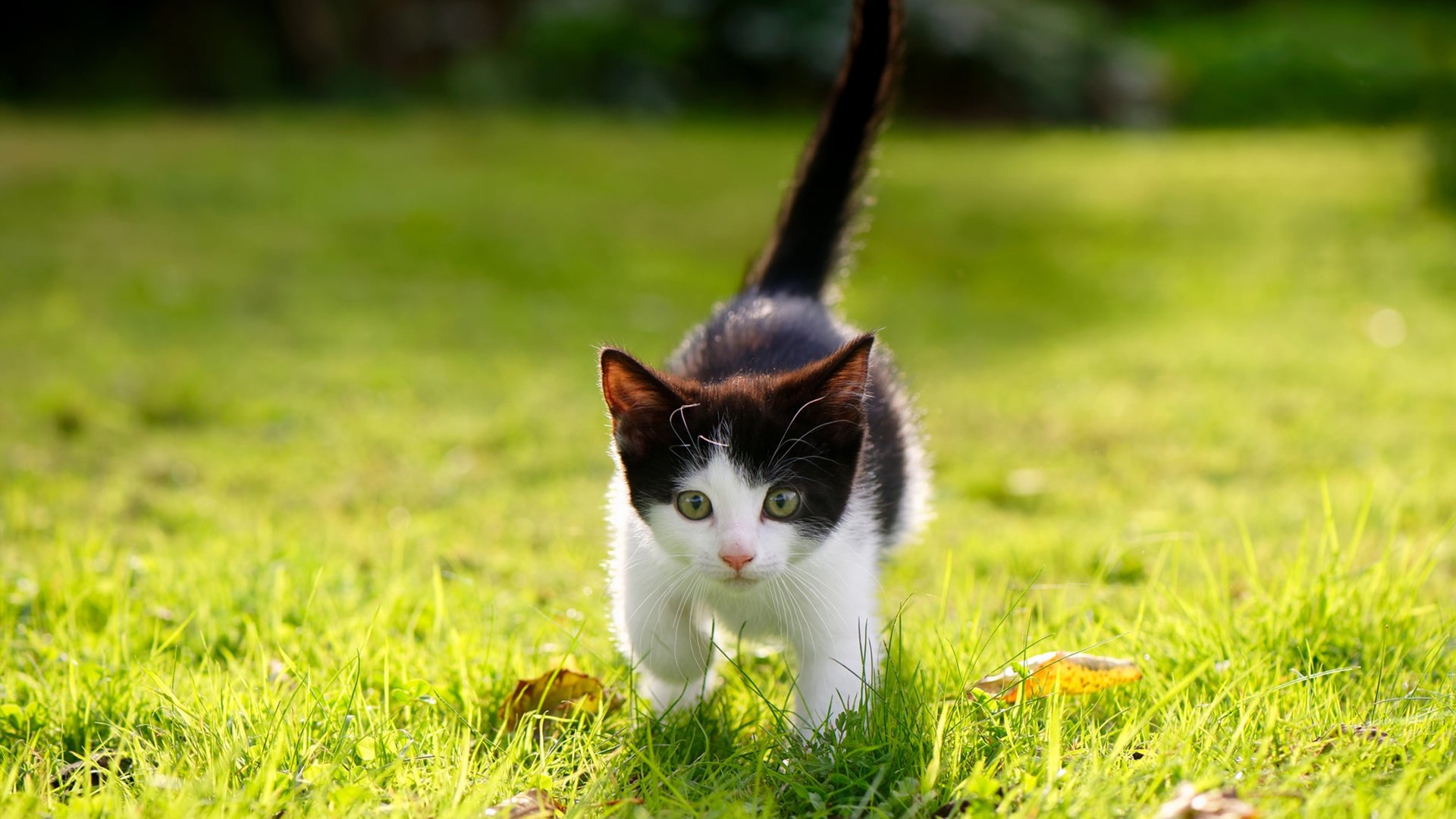 开云官方网页登录-CBA赛场精彩瞬间频出 球迷互动热烈，cba篮球现场