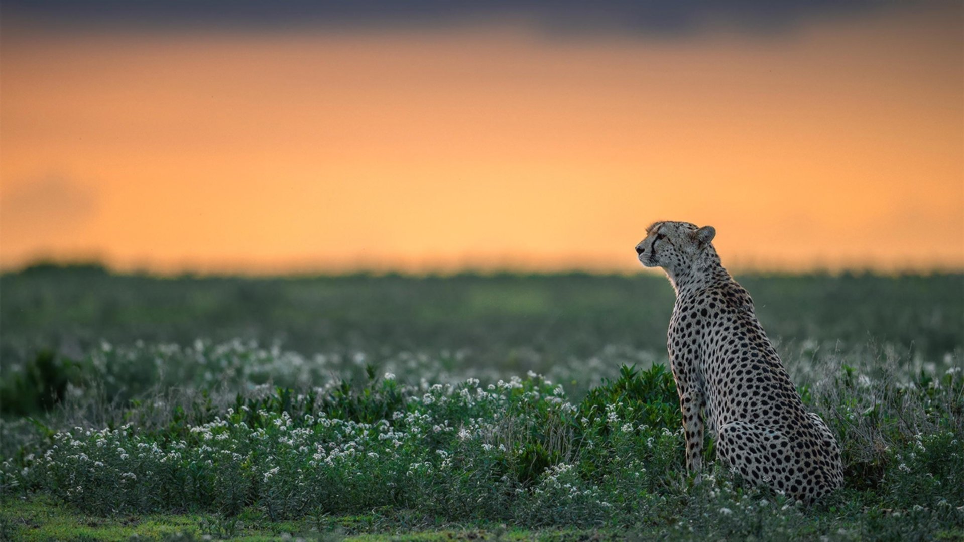 职业联赛中本土球员出场时间减少,职业联赛中本土球员出场时间减少的原因