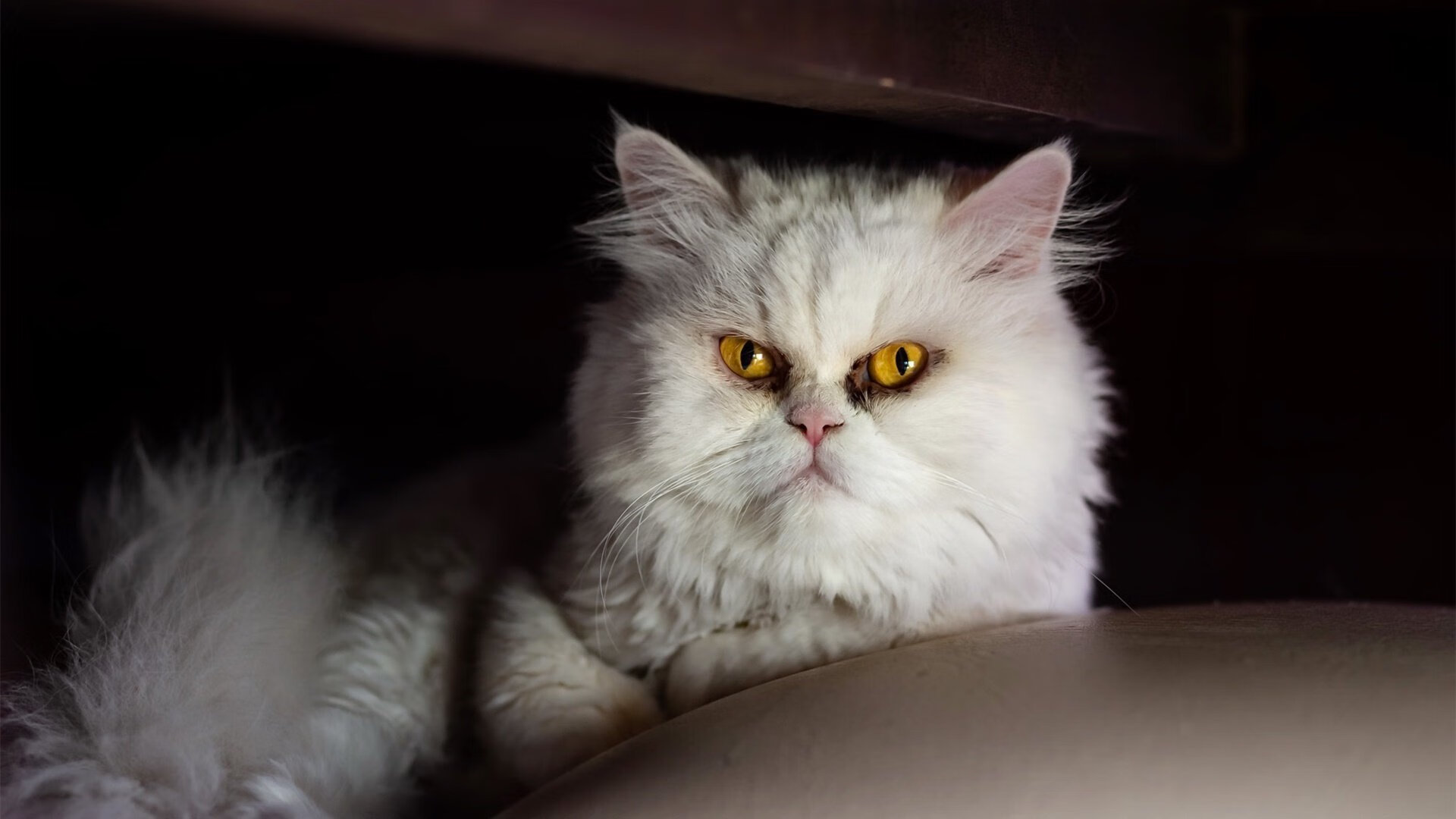 伊朗男篮在亚洲预赛中奋勇争先,冲击奥运奖牌梦如火如荼,伊朗男篮落选赛