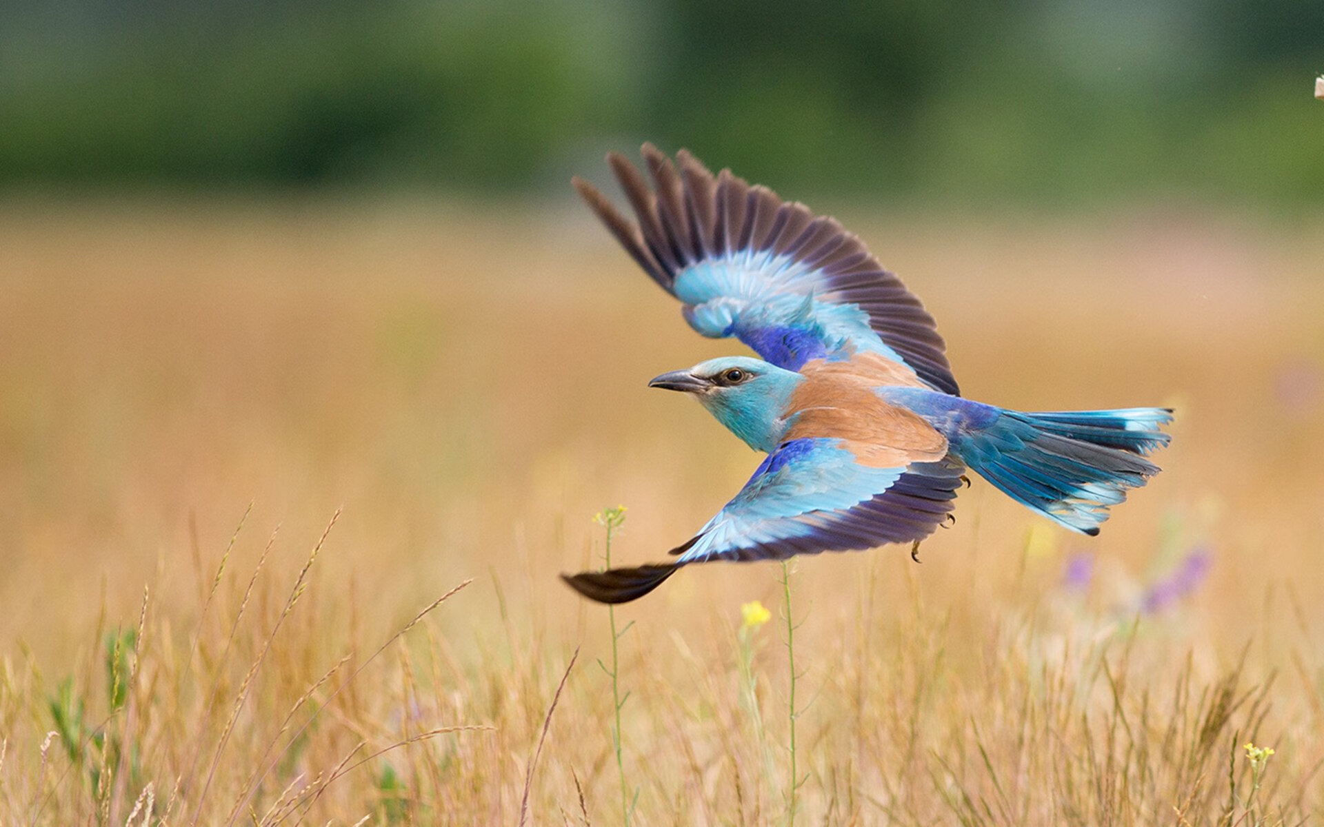 利比亚女篮在非洲锦标赛中表现积极,逐渐崭露头角