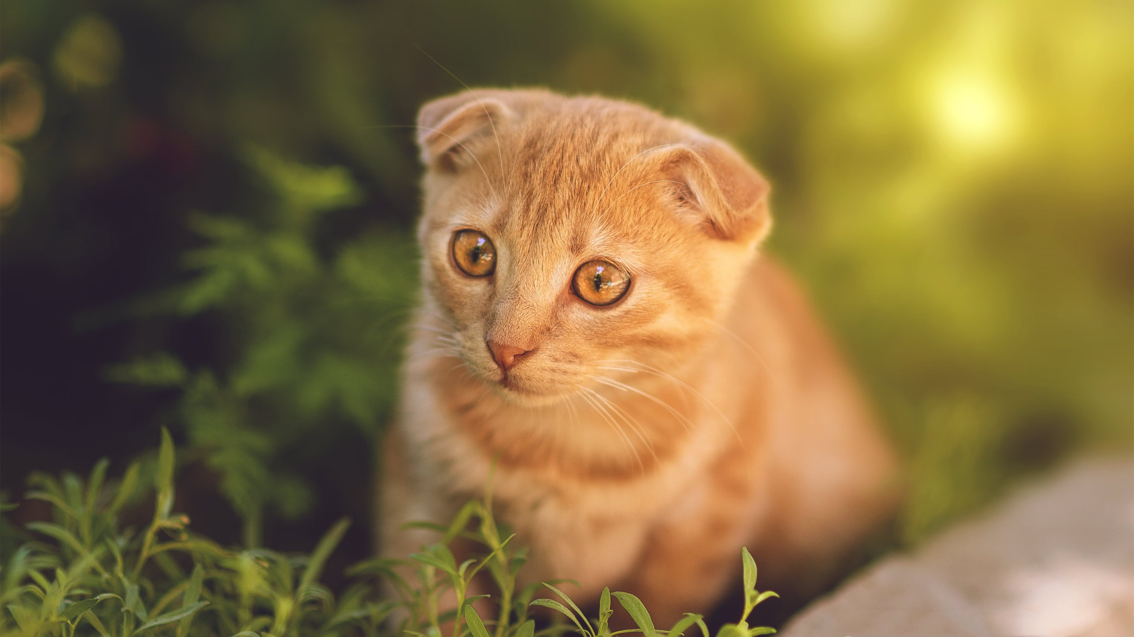 英超冲刺壮观:悬念高潮,精彩纷呈!,英超火爆