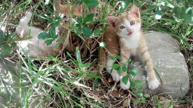 阿根廷年轻力量崭露头角,国家队未来充满希望