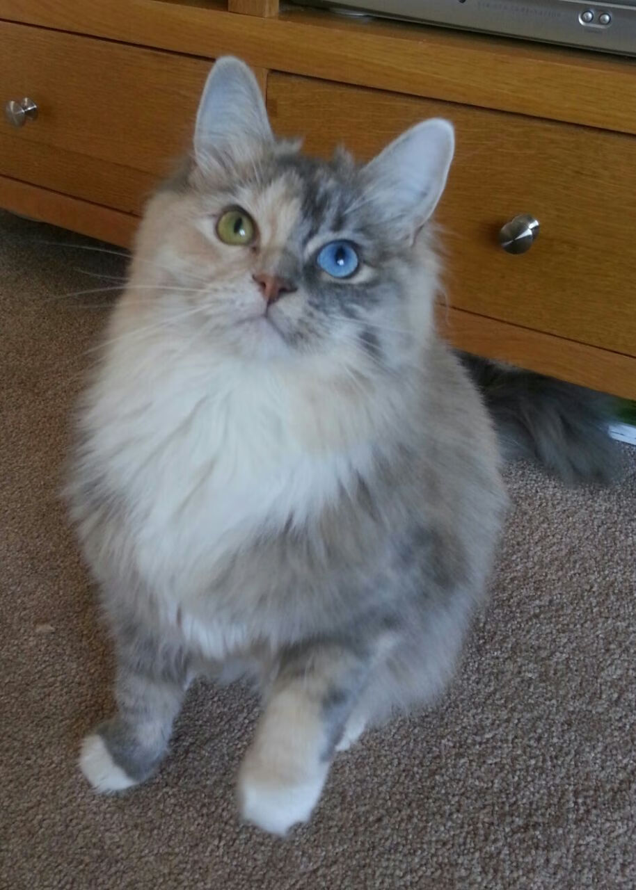 kaiyun官方网站-黎巴嫩男篮在西亚锦标赛中奋勇争先，体育迷期待更多奇迹，黎巴嫩男篮世界排名